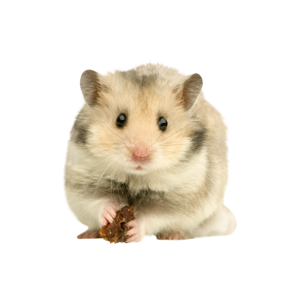 jenis serbuk kayu untuk hamster