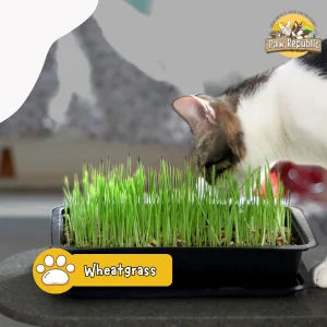 mainan interaktif kucing alami