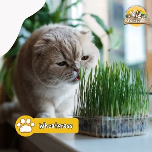 mainan interaktif kucing alami