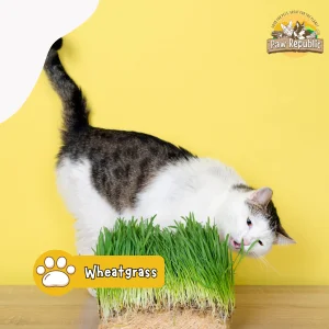 mainan kucing bahan alami