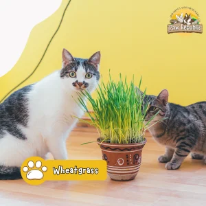 mainan interaktif kucing alami